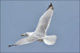 Herring Gull, adult