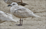 Glaucous-winged Gull, 1st cycle