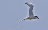 Caspian Tern, adult