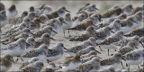 Sanderlings, prealternate plumage