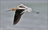 American Avocet, alternate male