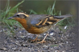 Varied Thrush, male