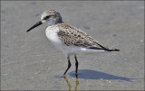 Western Sandpiper, juvenile presumed male (1 of 4)