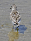Western Sandpiper, juvenile, presumed male (2 of 4)
