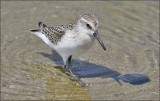 Western Sandpiper, juvenile, presumed male (3 of 4)