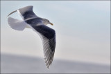 Glaucous-winged Gull, winter adult