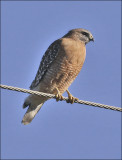 Red-shoudered Hawk, adult (1 of 2)