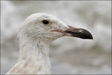 Glaucous-winged Gull, 1st cycle ( 2 of 2)