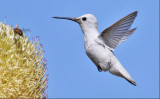 putative Annas Hummingbird, leucistic morph (1 of 6)