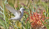 putative Anna's Hummingbird, leucistic morph (6 of 6)