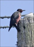 Lewis's Woodpecker