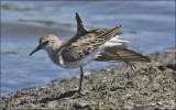 Least Sandpiper, adult