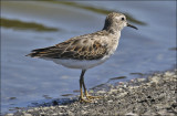 Least Sandpiper, juvenile