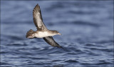 Piink-footed Shearwater