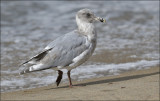 Glaucous-winged x Western Gull hybrid, 2nd cycle