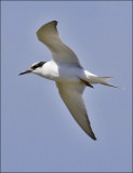 Forsters Tern, juv.