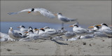 Elegant Terns, mixed flock