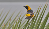Hooded Oriole, adult male