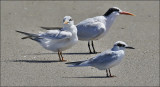Forster's Tern
