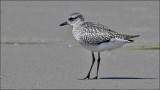 Black-bellied Plover, juvenile (1 of 2)