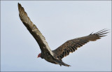 Vultures