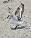 Red Knot & Sanderling