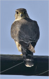 merlin