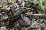 Box Turtles mating