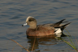 American Wigeon
