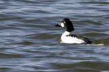 Common Goldeneye