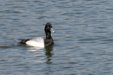 Lesser Scaup