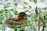 Masked Duck