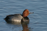 Redhead