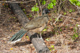 Plain Chachalaca 2