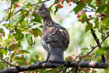 Ruffed-Grouse