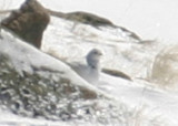 White-tailed Ptarmigan