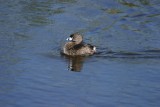 Pied-billed Grebe 1