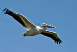 American White Pelican