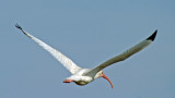 White Ibis 3