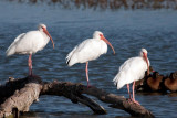 White Ibis 4