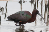 Glossy Ibis 1