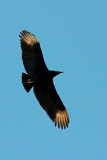 Black Vulture 1