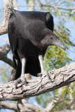 Black Vulture 3