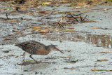 Clapper Rail 2