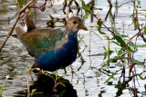 Purple Gallinule 2