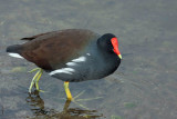 Common Gallinule 2