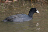 American Coot 1