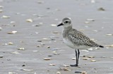 Black-bellied Plover 2