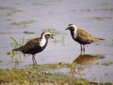 American Golden-Plover