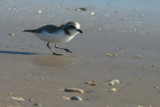 Snowy Plover 2